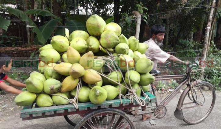 ঢাকাসহ বিভিন্ন জেলায় যাচ্ছে ভোলার ডাব ঢাকাসহ বিভিন্ন জেলায় যাচ্ছে ভোলার ডাব