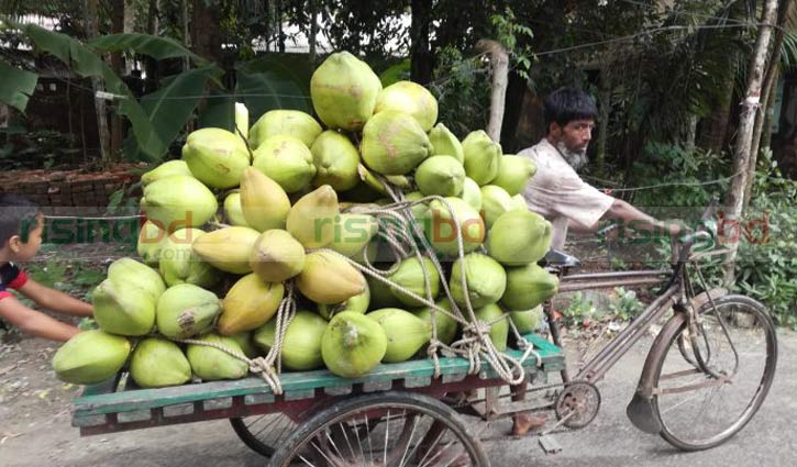 ঢাকাসহ বিভিন্ন জেলায় যাচ্ছে ভোলার ডাব