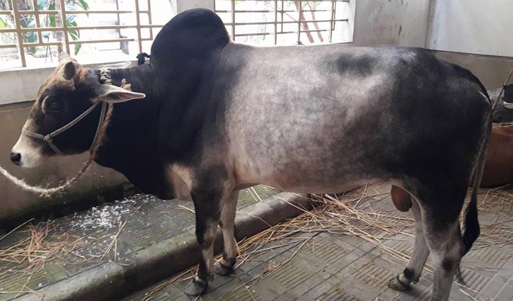কোরবানির গরু বা ছাগল কেনার পর করণীয়