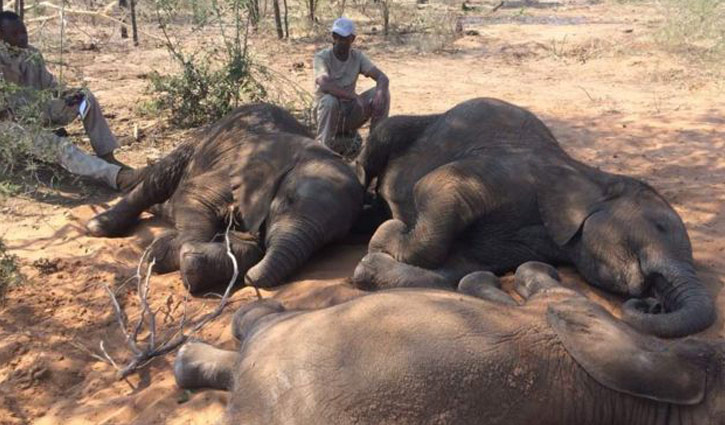 Dozens of elephants killed near Botswana wildlife sanctuary