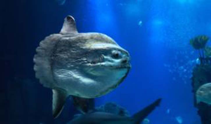 Tropical sunfish spotted in Highland waters