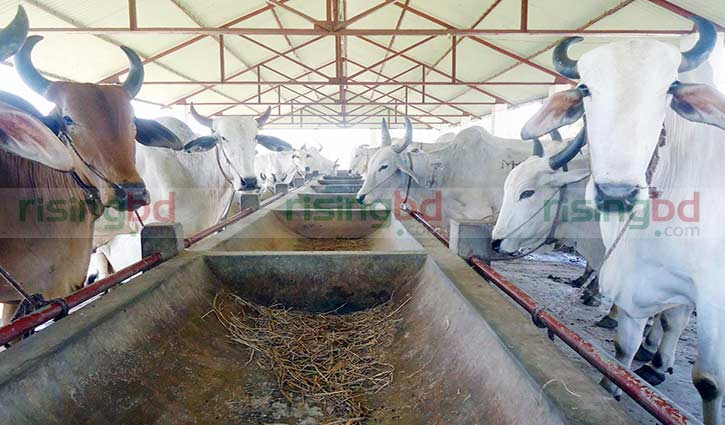 টাঙ্গাইলে গরুর ‘আবাসিক হোটেল’