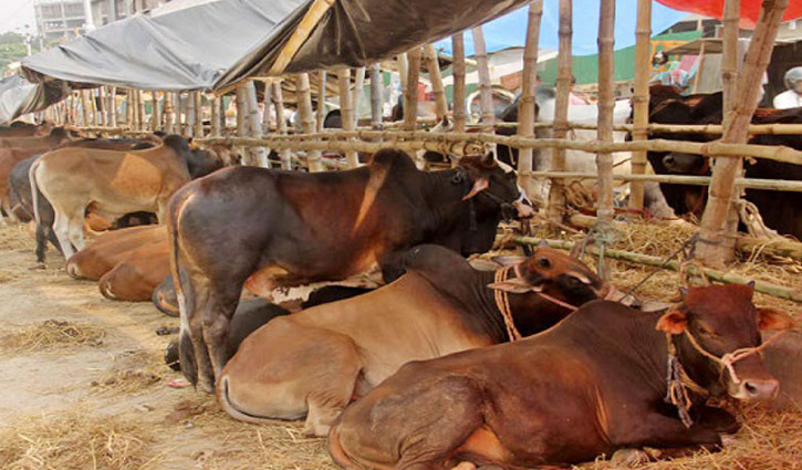 গরু মোটাতাজাকরণ ট্যাবলেট চোরাচালানী চক্র তৎপর