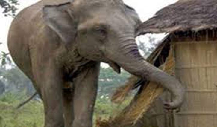 Elephant kills one in Chattogram
