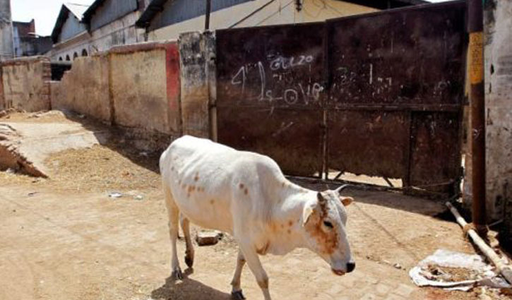 Man lynched by mob in India over alleged cow smuggling