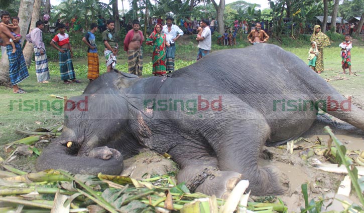 Elephant kills child in Satkhira