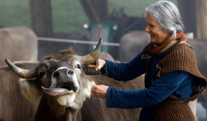গরুর শিং রাখতে সুইজারল্যান্ডে গণভোট
