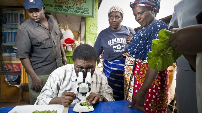 Satellites warn African farmers of pest infestations