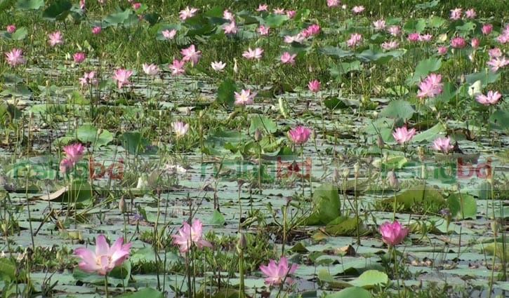 পদ্ম ফুলে নয়নাভিরাম বলাকইড় বিল