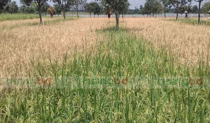 Child’s body recovered from Kushtia paddy field