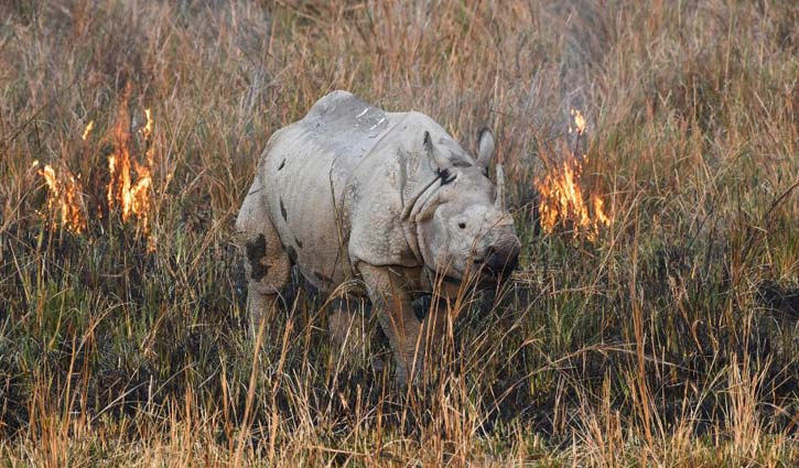 One million species at risk of extinction