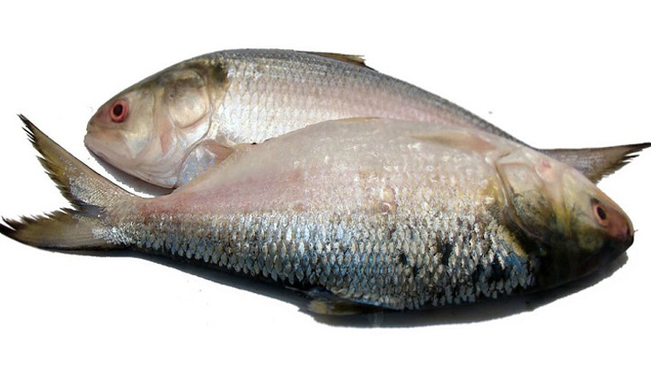 Hilsa price goes up ahead of Pahela Baishakh