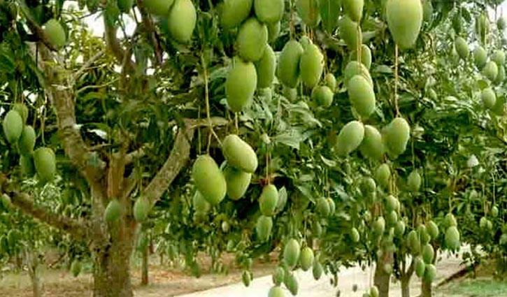 Police led by magistrate to be deployed at mango orchards