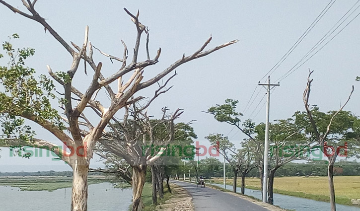 সাতক্ষীরার সড়কের গাছ মরে বিবর্ণ হচ্ছে পরিবেশ সাতক্ষীরার সড়কের গাছ মরে বিবর্ণ হচ্ছে পরিবেশ