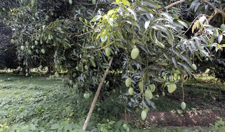 Deploy cops at mango orchards: HC