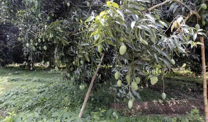 Petition seeking stay of police deployment at mango fields