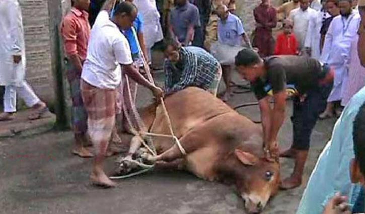 Animal wastes cleaned up in Chattogram