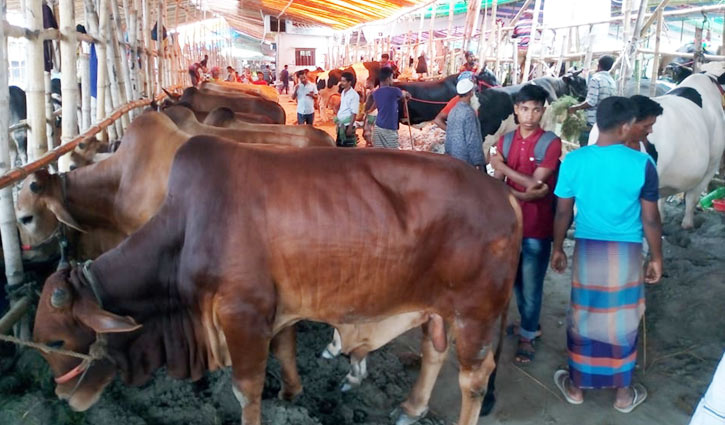 Selling of cattle at 24 city markets starts
