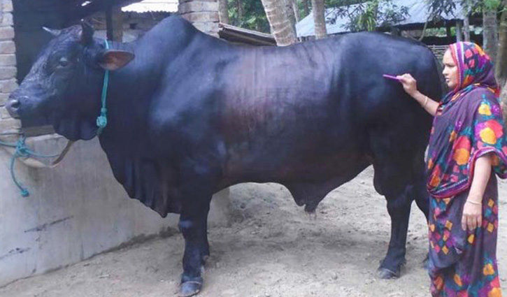 গরু কিনলে পালসার বাইক ফ্রি গরু কিনলে পালসার বাইক ফ্রি