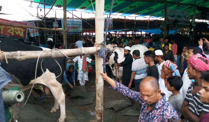 ‘ভাই, আমার গরুটা বড়, ছবি তোলেন’ ‘ভাই, আমার গরুটা বড়, ছবি তোলেন’