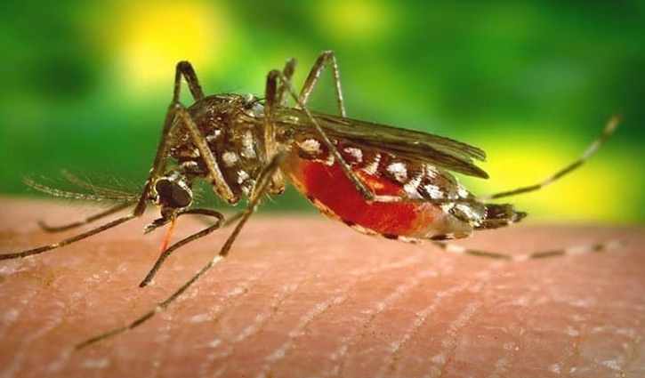 Dengue patients increasing outside Dhaka