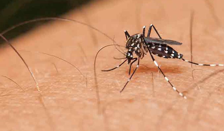 বাড়ছে ডেঙ্গু রোগী