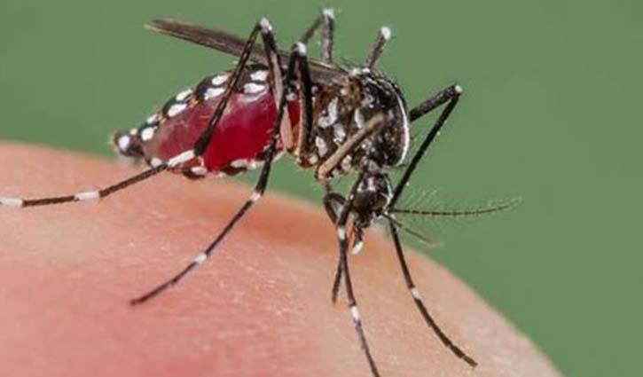 Dengue claims four more lives