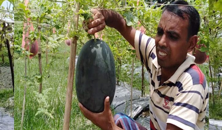 বারোমাসি তরমুজ চাষে ঘুরছে ভাগ্যের চাকা বারোমাসি তরমুজ চাষে ঘুরছে ভাগ্যের চাকা