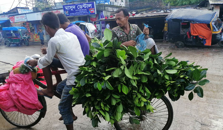কাঁঠালের চেয়ে পাতার কদর বেশি! কাঁঠালের চেয়ে পাতার কদর বেশি!