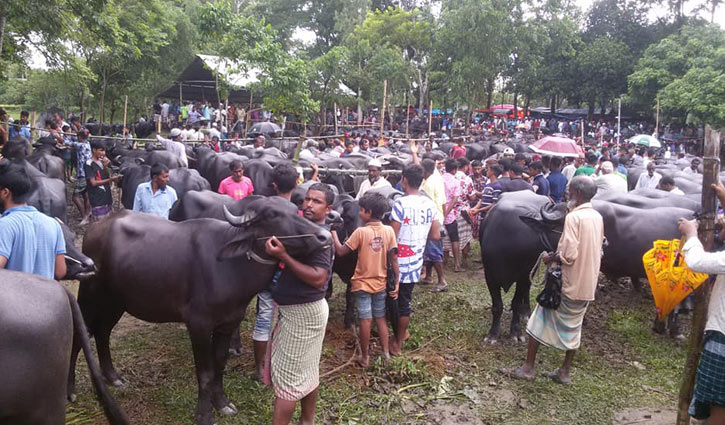 নরসিংদীতে জমে উঠেছে কোরবানির পশুর হাট