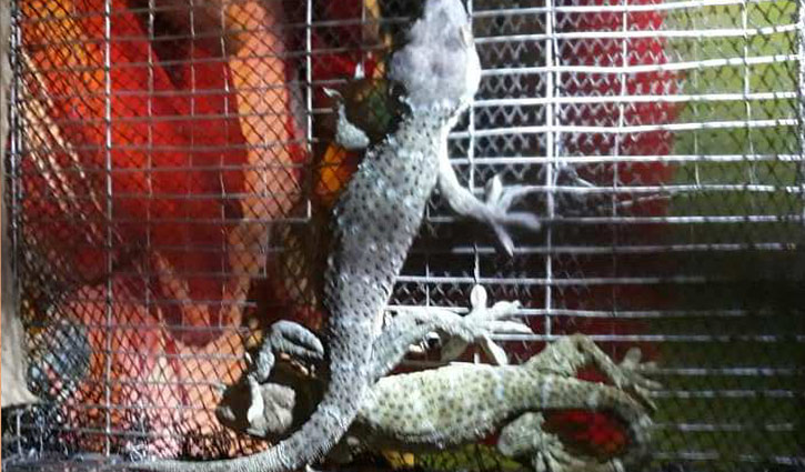 টঙ্গীতে দুই তক্ষকসহ গ্রেপ্তার ১