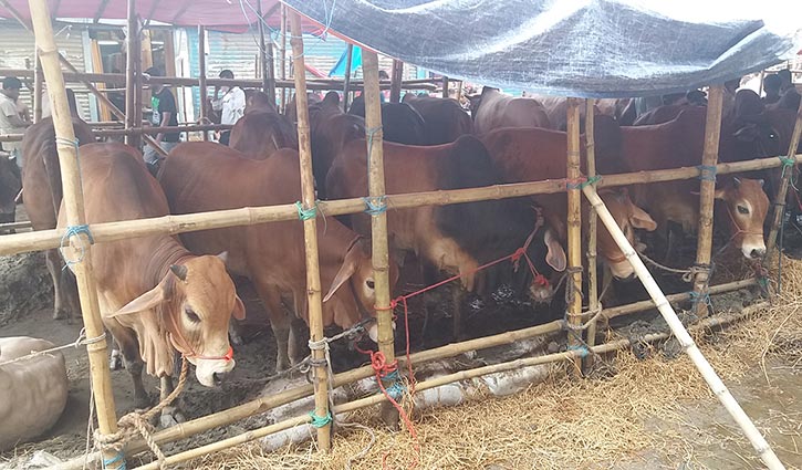 Buyers, traders happy with cattle prices