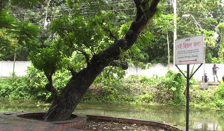 বঙ্গবন্ধুর স্মৃতিময় বাঘিয়ার খাল-হিজল গাছ বঙ্গবন্ধুর স্মৃতিময় বাঘিয়ার খাল-হিজল গাছ