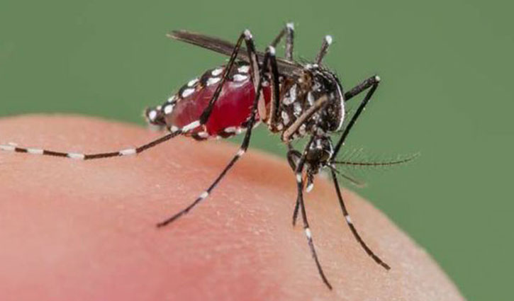 Dengue patients increase in Jashore
