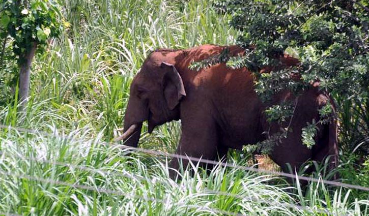Farmer killed in Bandarban wild elephant attack