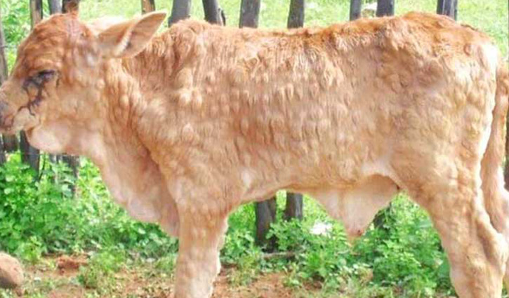 Over 4000 cattle affected by LSD in Faridpur