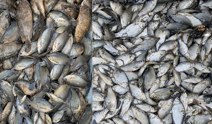 হাওরে দেশীয় মাছ ধরার উৎসব 