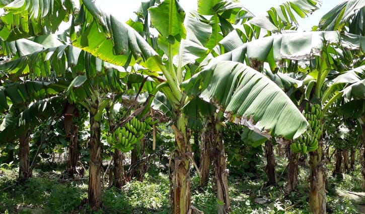 মহাদেবপুরে কলা চাষে কৃষকের ভাগ্য বদল