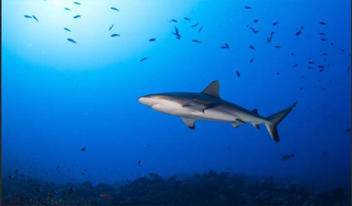 Oceans running out of oxygen as temperatures rise