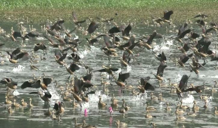 লাল শাপলার ফাঁকে পাখির জলকেলি লাল শাপলার ফাঁকে পাখির জলকেলি