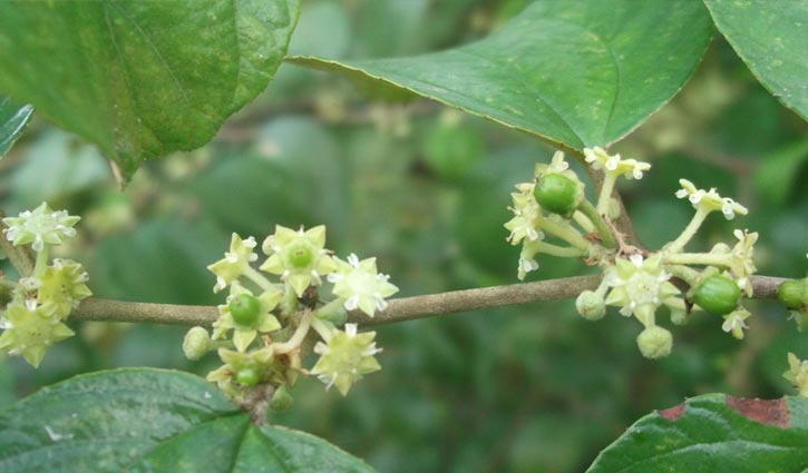 ডালে ডালে ‘নাক ফুল’ এর বাহার!