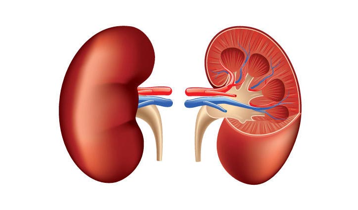 সচেতনতাই কিডনি রোগ প্রতিরোধের প্রধান উপায়