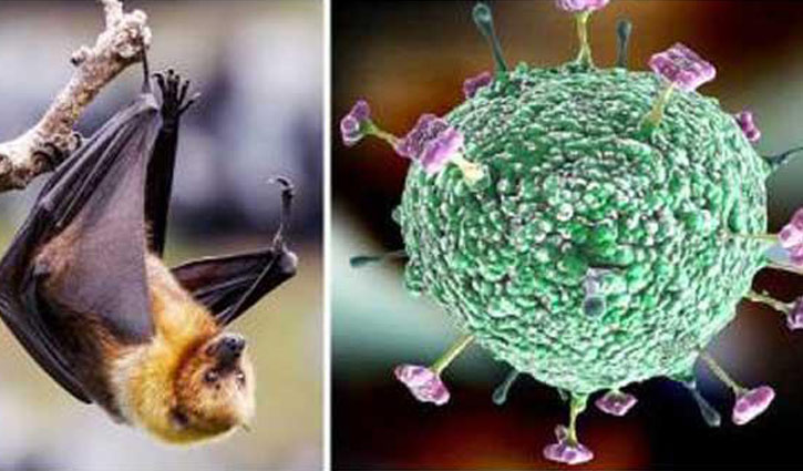 Nipah virus kills 5 of a family in Thakurgaon