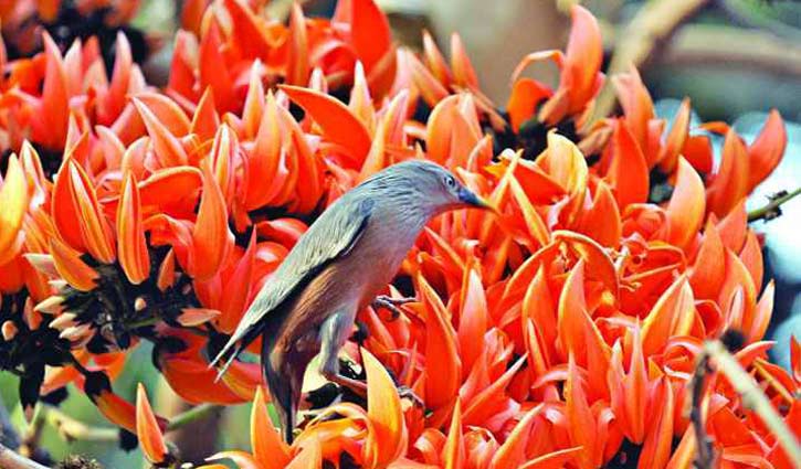 আজ বসন্তের প্রথম দিন