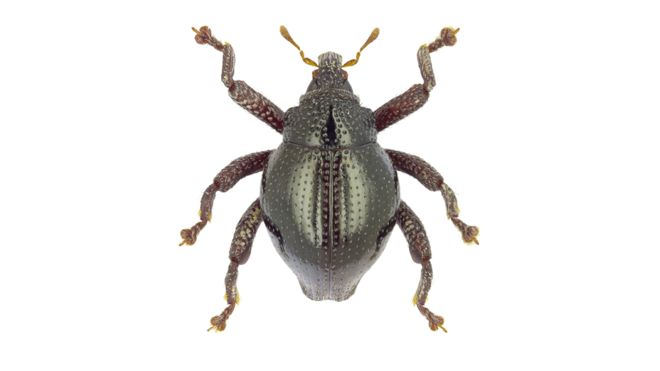 Treasure trove of new insects discovered on island