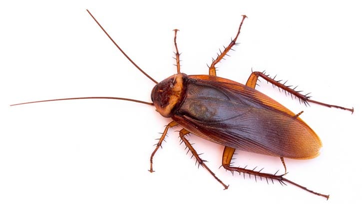 প্রাক্তন প্রেমিক-প্রেমিকার নামে তেলাপোকা