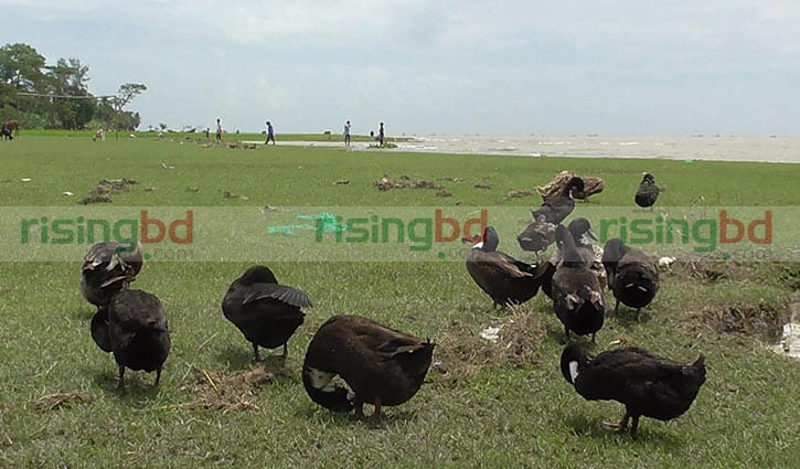 শীতে হাঁসের মাংসে রসনা বিলাস