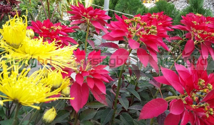 পাবনায় পুষ্পমেলা শুরু