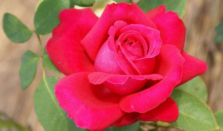 রোজ-ডে দিয়ে শুরু হলো ভ্যালেন্টাইনস উইক