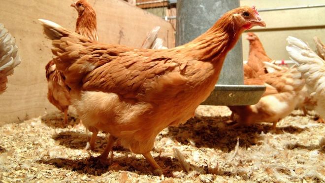GM chickens lay eggs with anti-cancer drugs